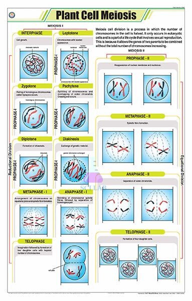 Plant Meiosis Process Wall Chart